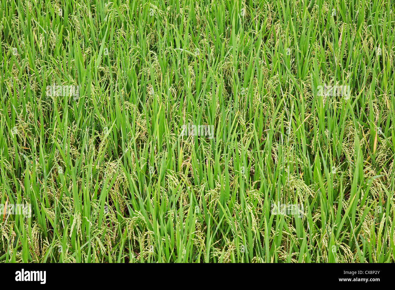 Rice paddies china hires stock photography and images Alamy