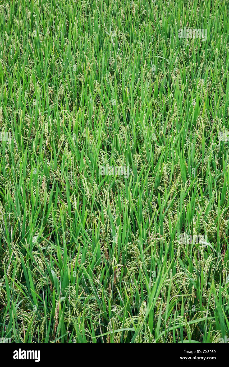 Rice paddies growing in southeast Asia Stock Photo Alamy