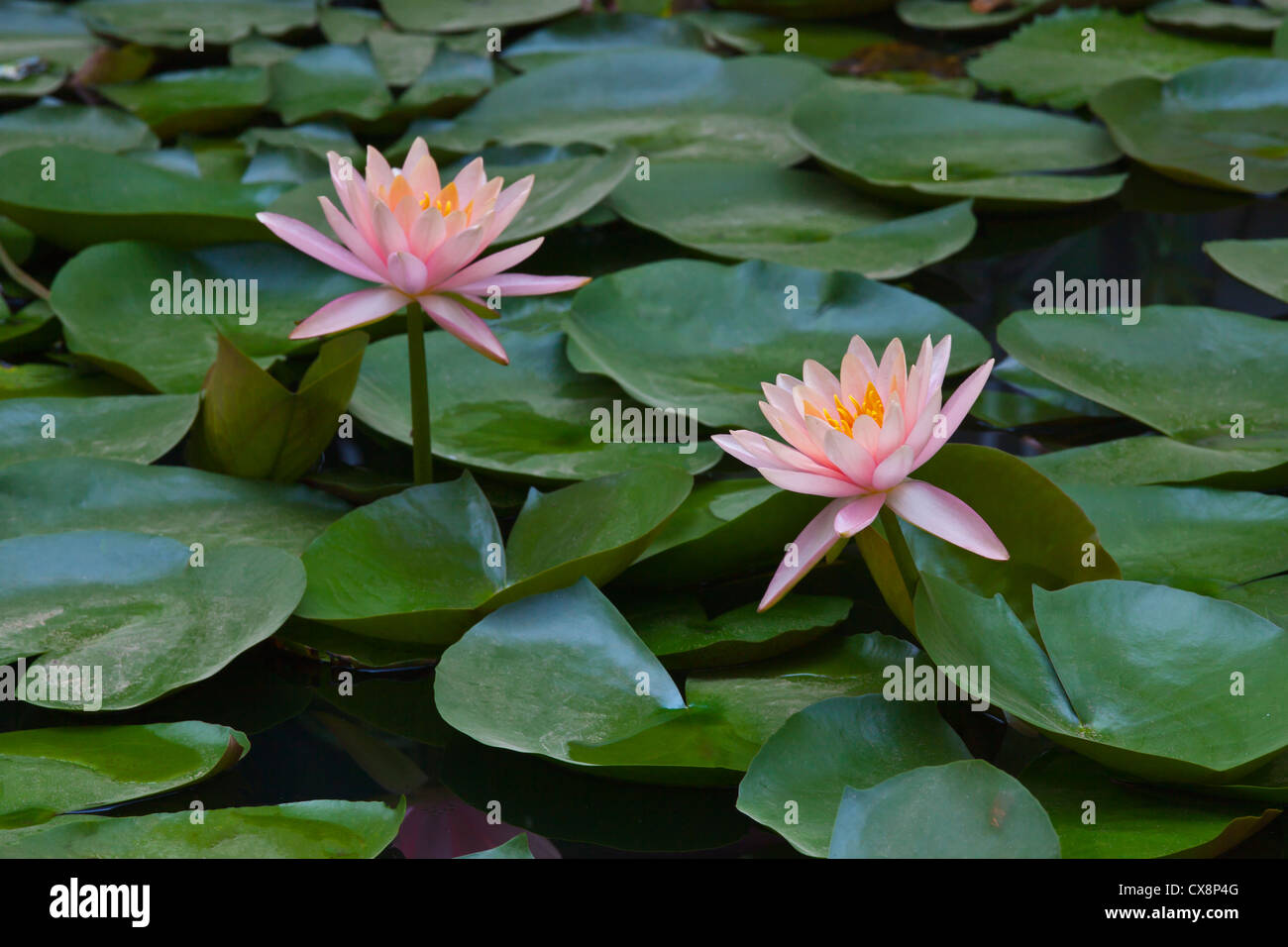 LOTUS FLOWERS bloom in a pond MINGUN, MYANMAR Stock Photo Alamy