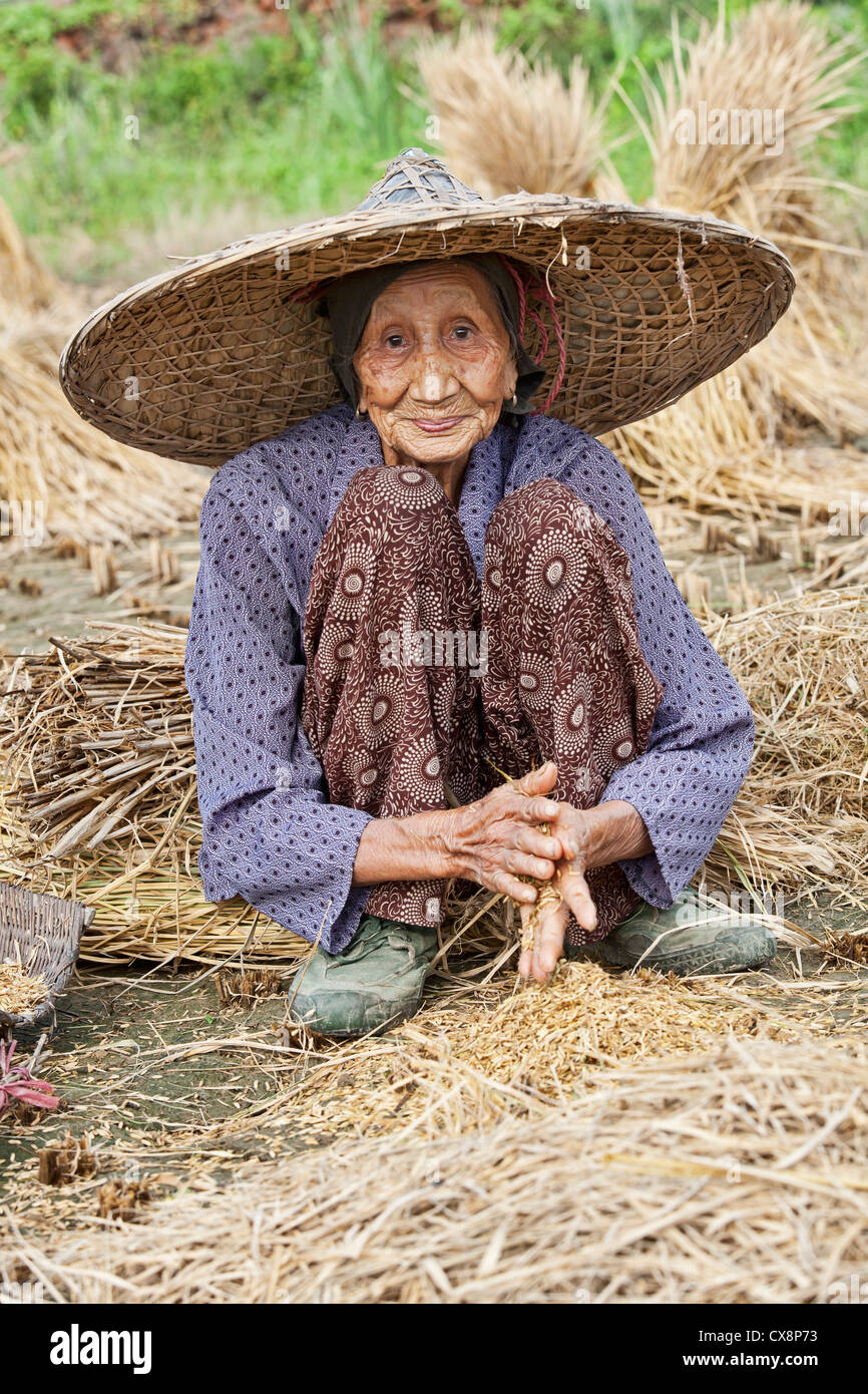 A beautiful 93 year old Chinese woman harvesting rice the traditional