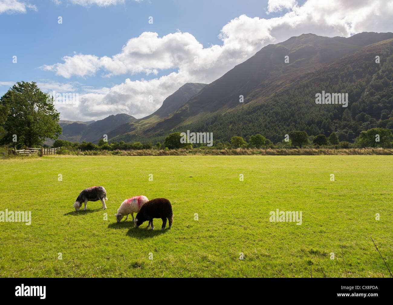 Sheep grazing in meadow under Fleetwith Pike by Buttermere in English Lake District, Cumbria, England, UK Stock Photo
