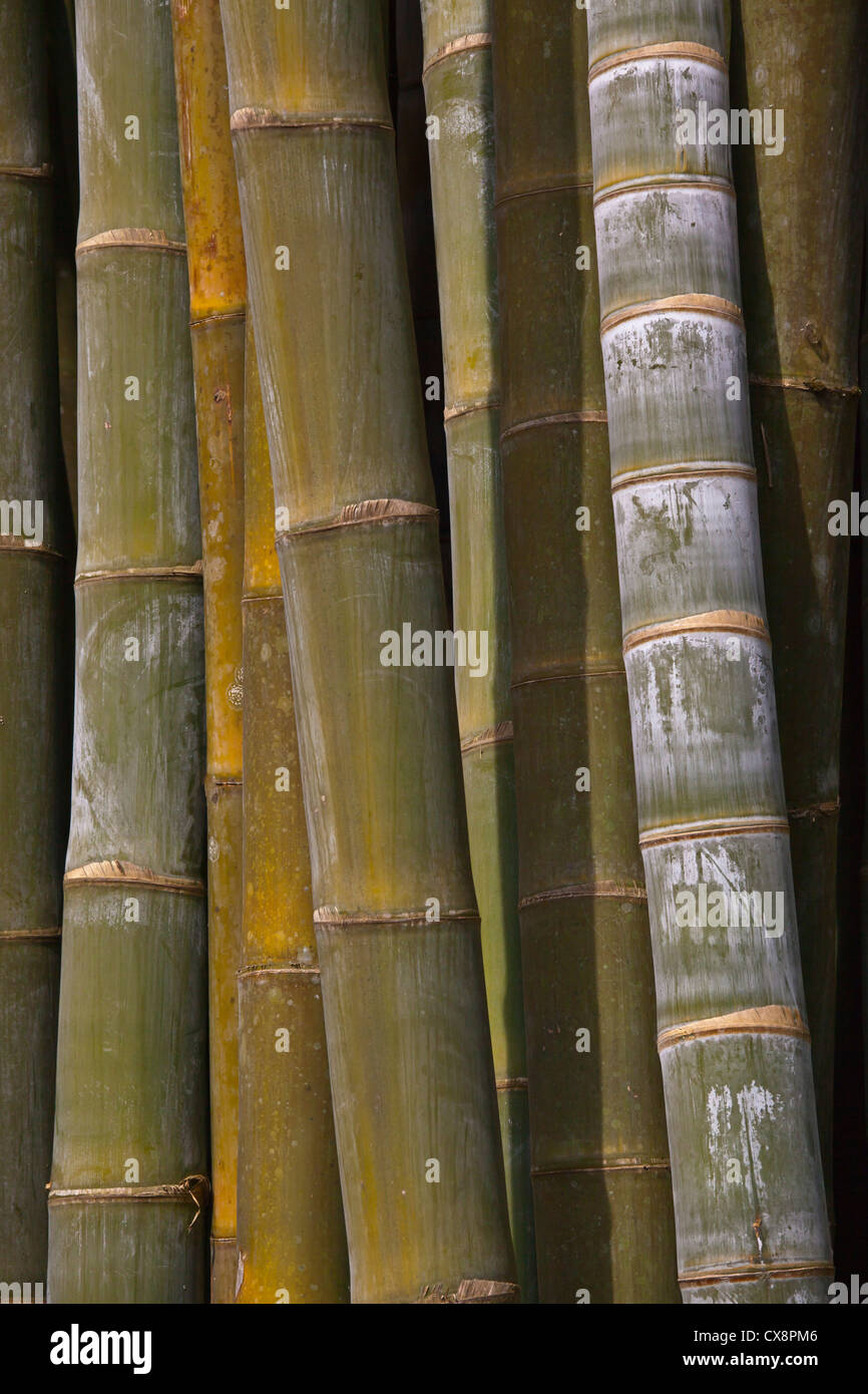 GIANT BAMBOO at the NATIONAL KANDAWGYI GARDENS in PYIN U LWIN also known as MAYMYO - MYANMAR Stock Photo