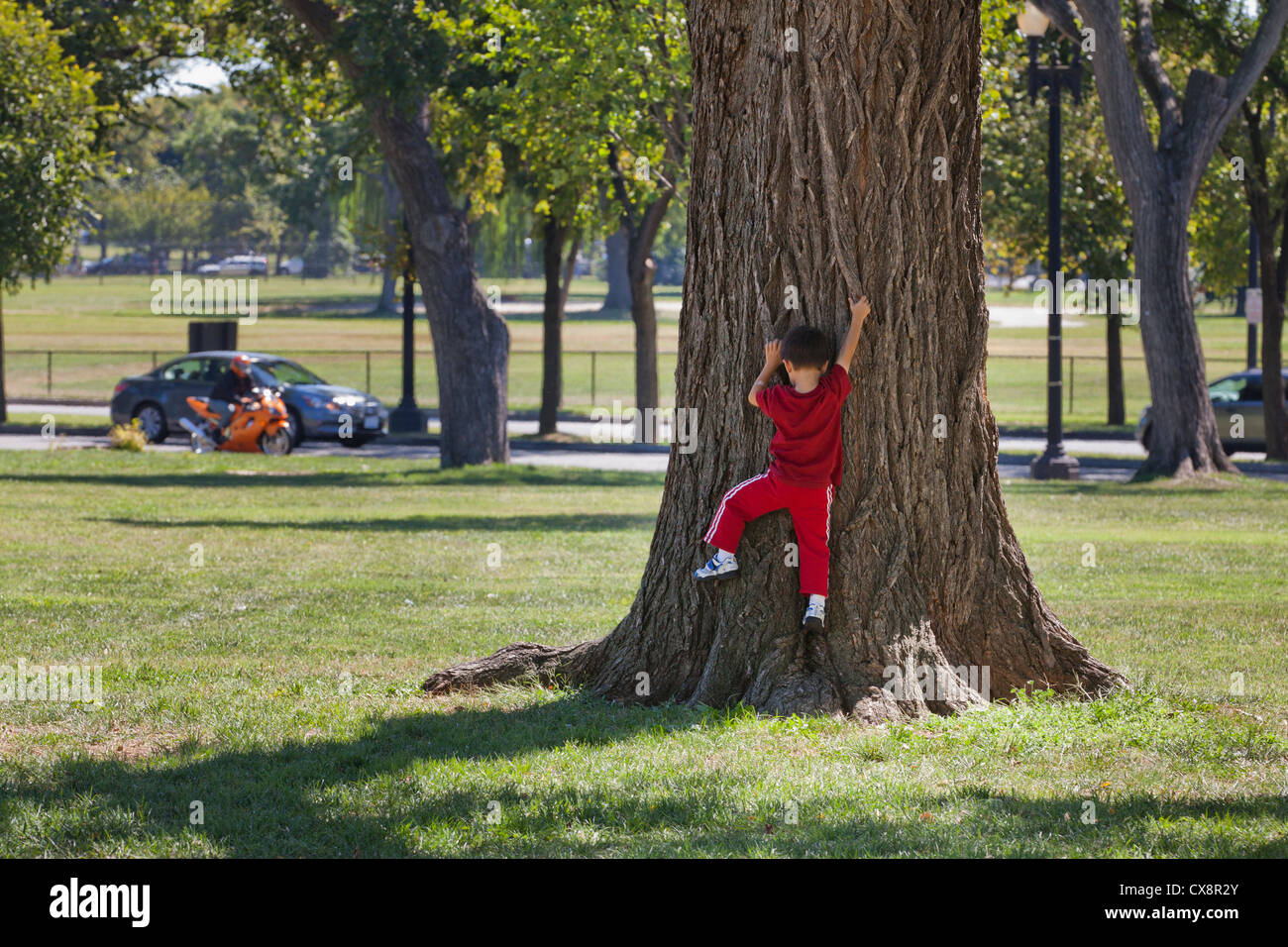 Boy climbing a large tree trunk Stock Photo Alamy
