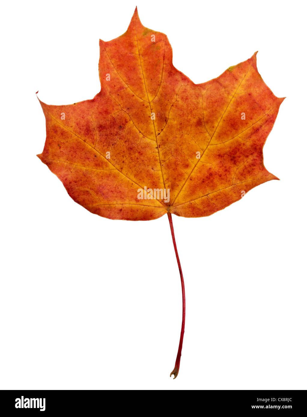 autumn maple leaf isolated on white background Stock Photo - Alamy
