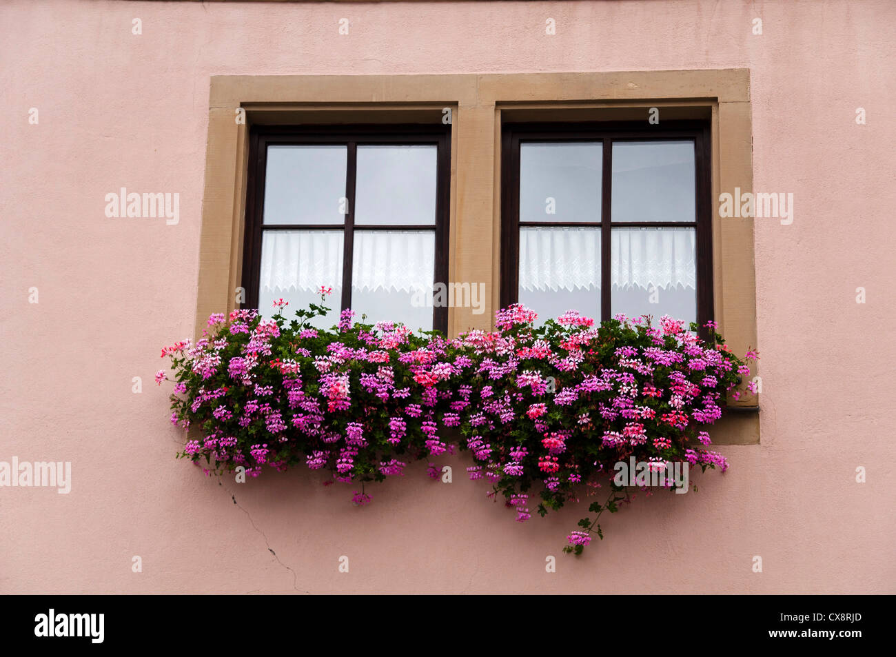 Flowers of germany hi-res stock photography and images - Alamy