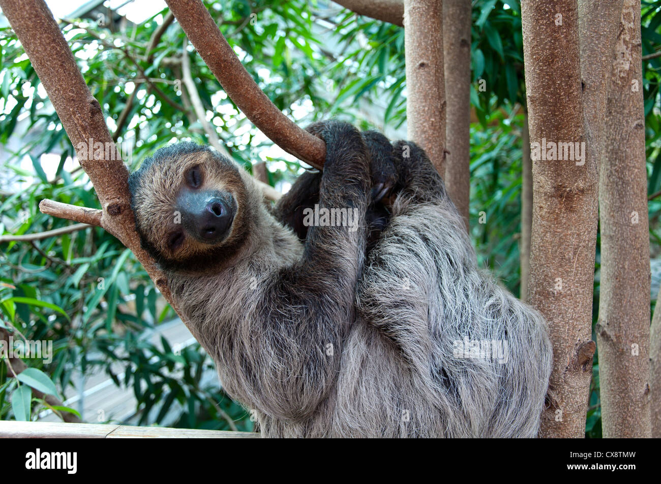 Brown-Throated Three-Toed Sloth (Bradypus Variegatus) Stock Photo