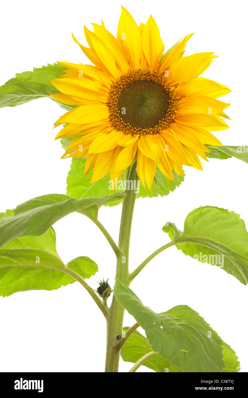Close up of front of sunflower (Helianthus annuus) on white background Stock Photo