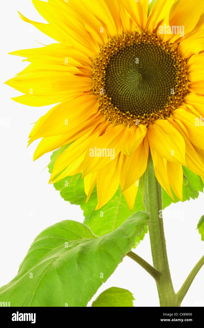 Close up of front of sunflower (Helianthus annuus) on white background Stock Photo