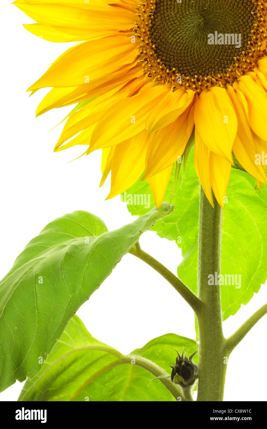 Close up of front of sunflower (Helianthus annuus) on white background Stock Photo