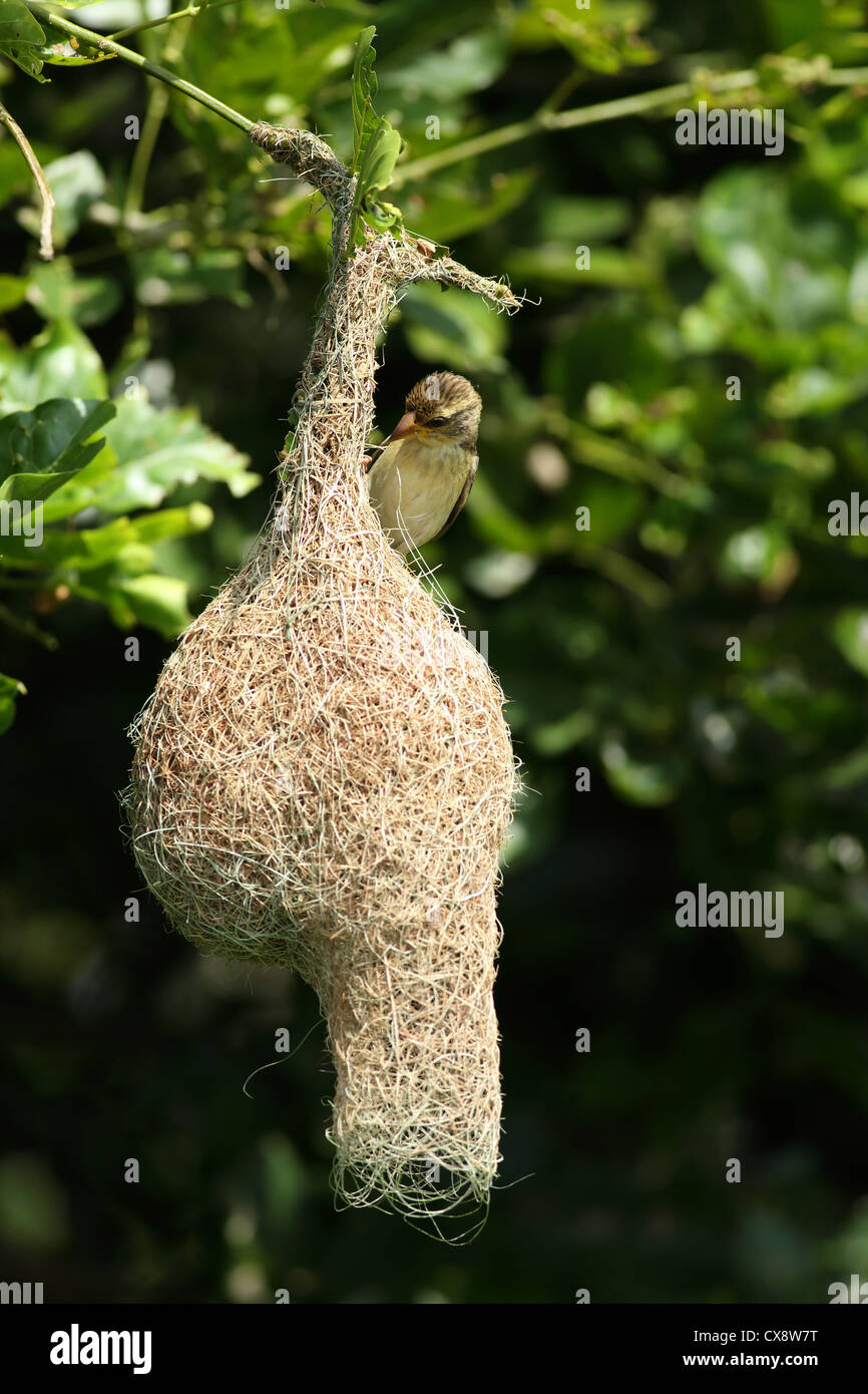 African Weaver Bird Building Its Nest In Namibia Stock Photo - Download  Image Now - Animal Nest, Bird, Weaverbird - iStock