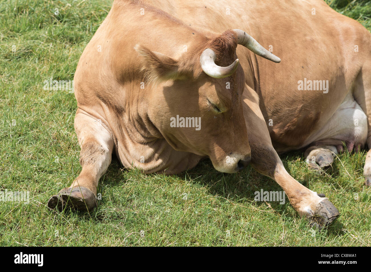 Уставший бык. Корова спит. Африканский буйвол 1400 кг. Бык лежачий. Бык лежит.