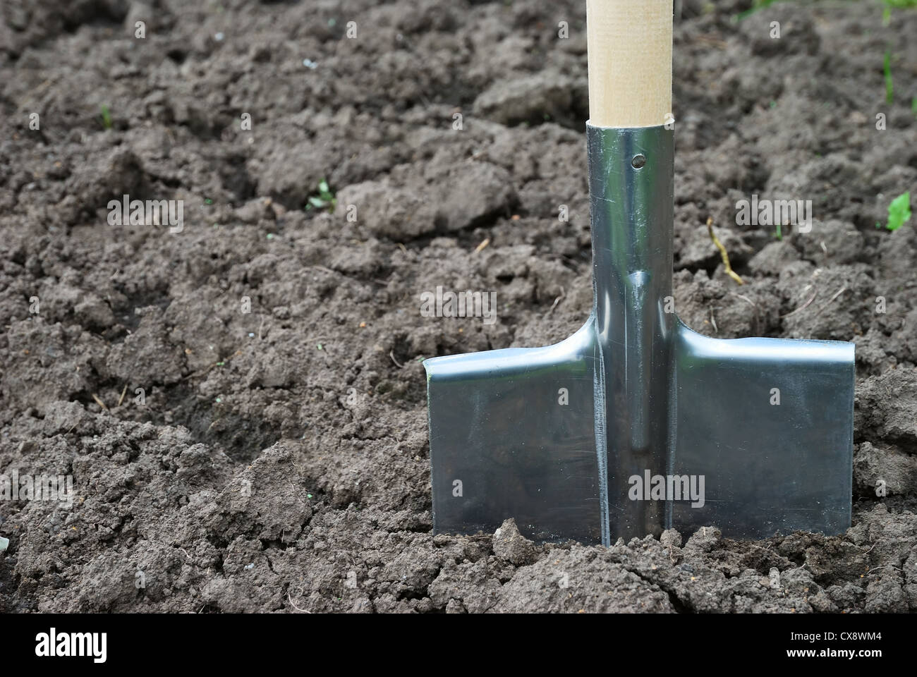 Shovel in the ground Stock Photo Alamy