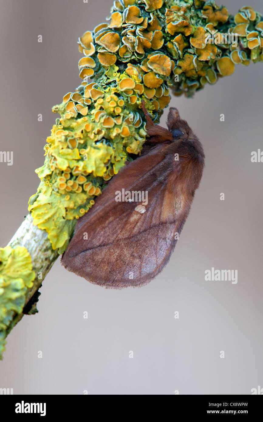 Drinker Moth Euthrix potatoria adult moth at rest on a lichen covered twig Stock Photo