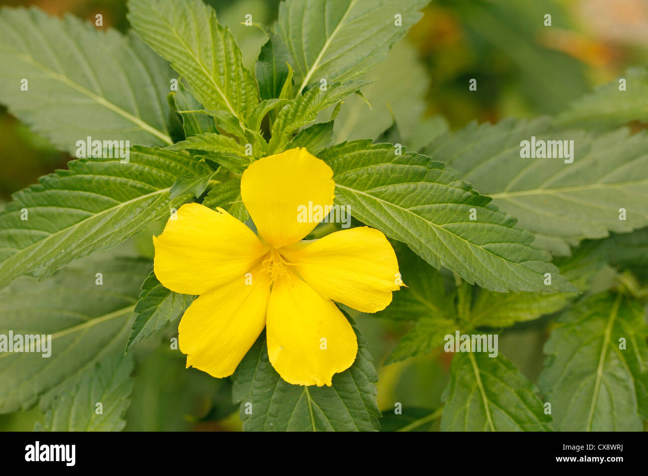 Yellow alder. Damiana. Turnera diffusa or ulmifolia Stock Photo