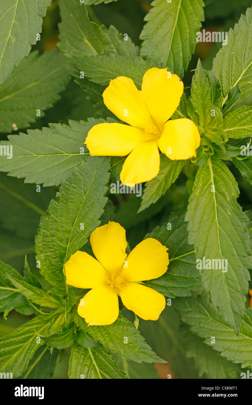 Yellow alder. Damiana. Turnera diffusa or ulmifolia Stock Photo