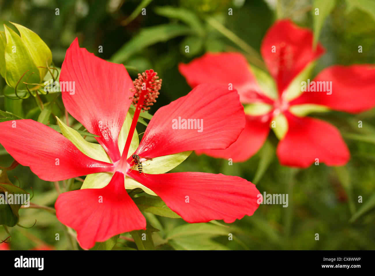 Rozelle. Medicinal red hibiscus. Hibiscus sabdariffa. Stock Photo