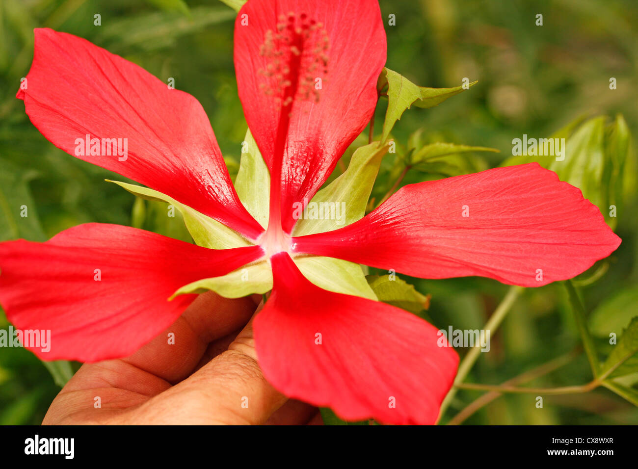 Rozelle. Medicinal red hibiscus. Hibiscus sabdariffa Stock Photo Alamy
