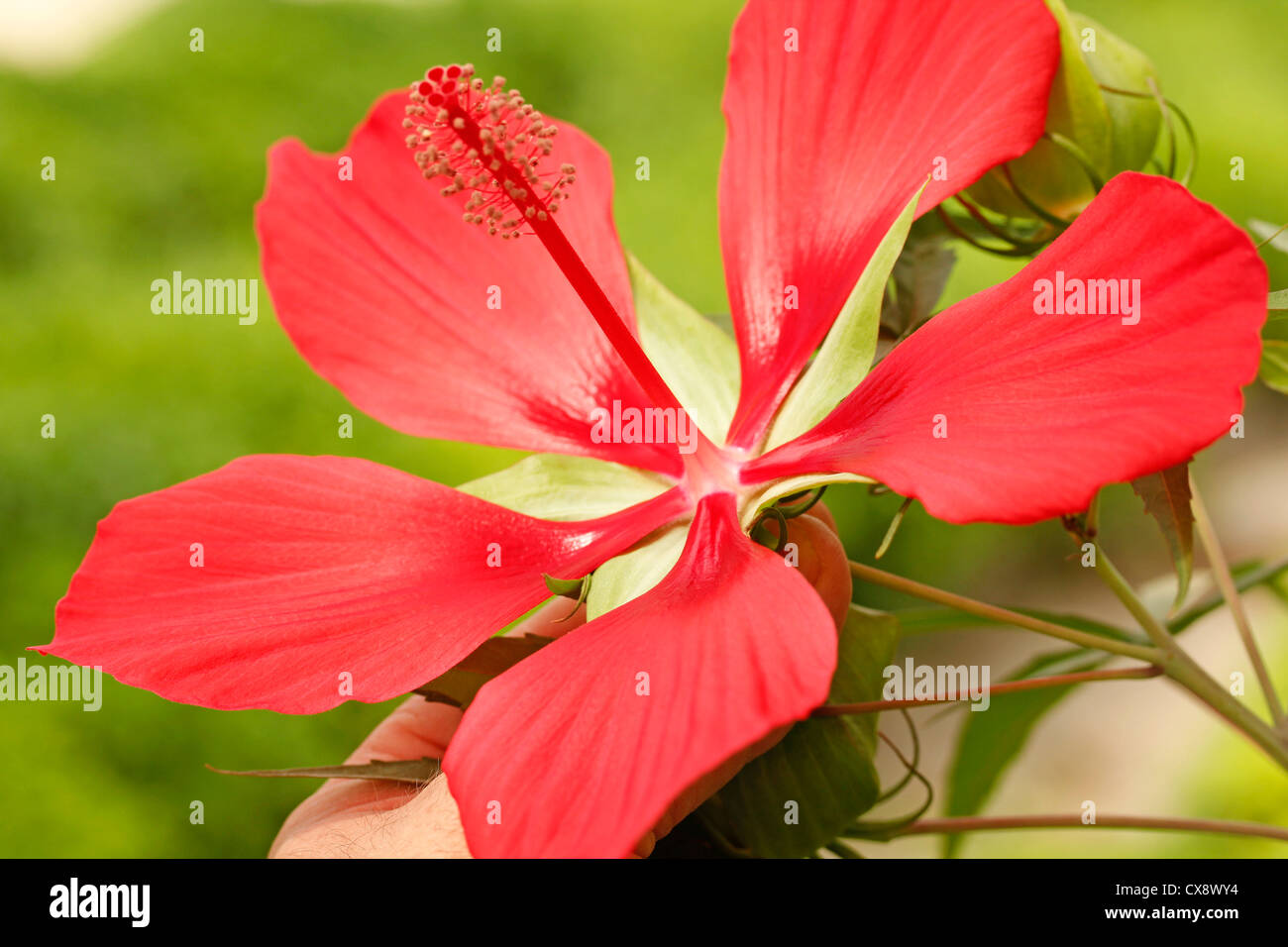 Rozelle. Medicinal red hibiscus. Hibiscus sabdariffa. Stock Photo