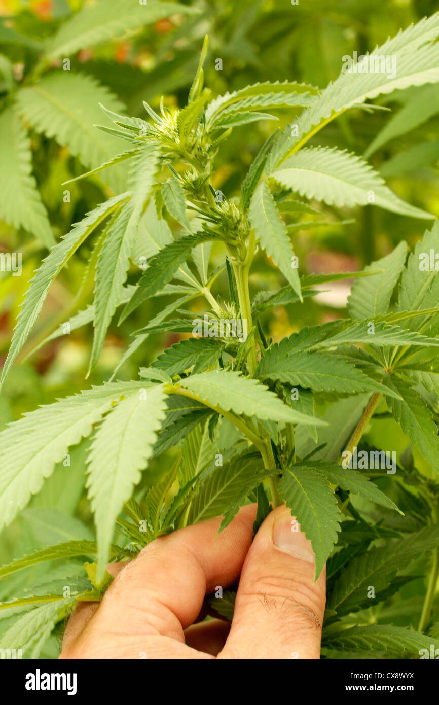 Cannabis sativa leaves Stock Photo