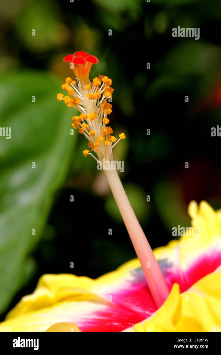 Yellow Hibiscux flower pistle and stigma Stock Photo