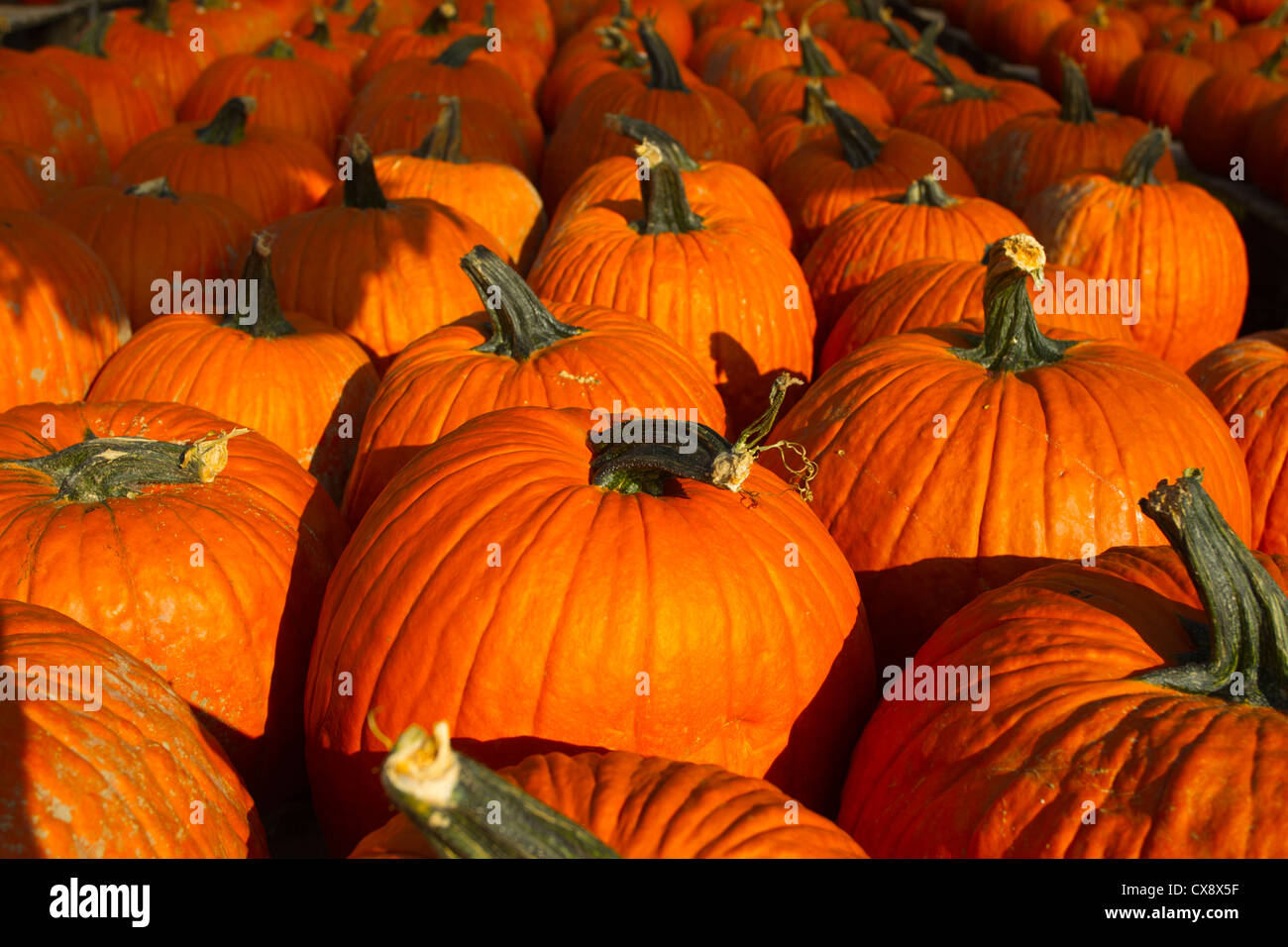 Pumpkins on display at a farm stand Stock Photo - Alamy