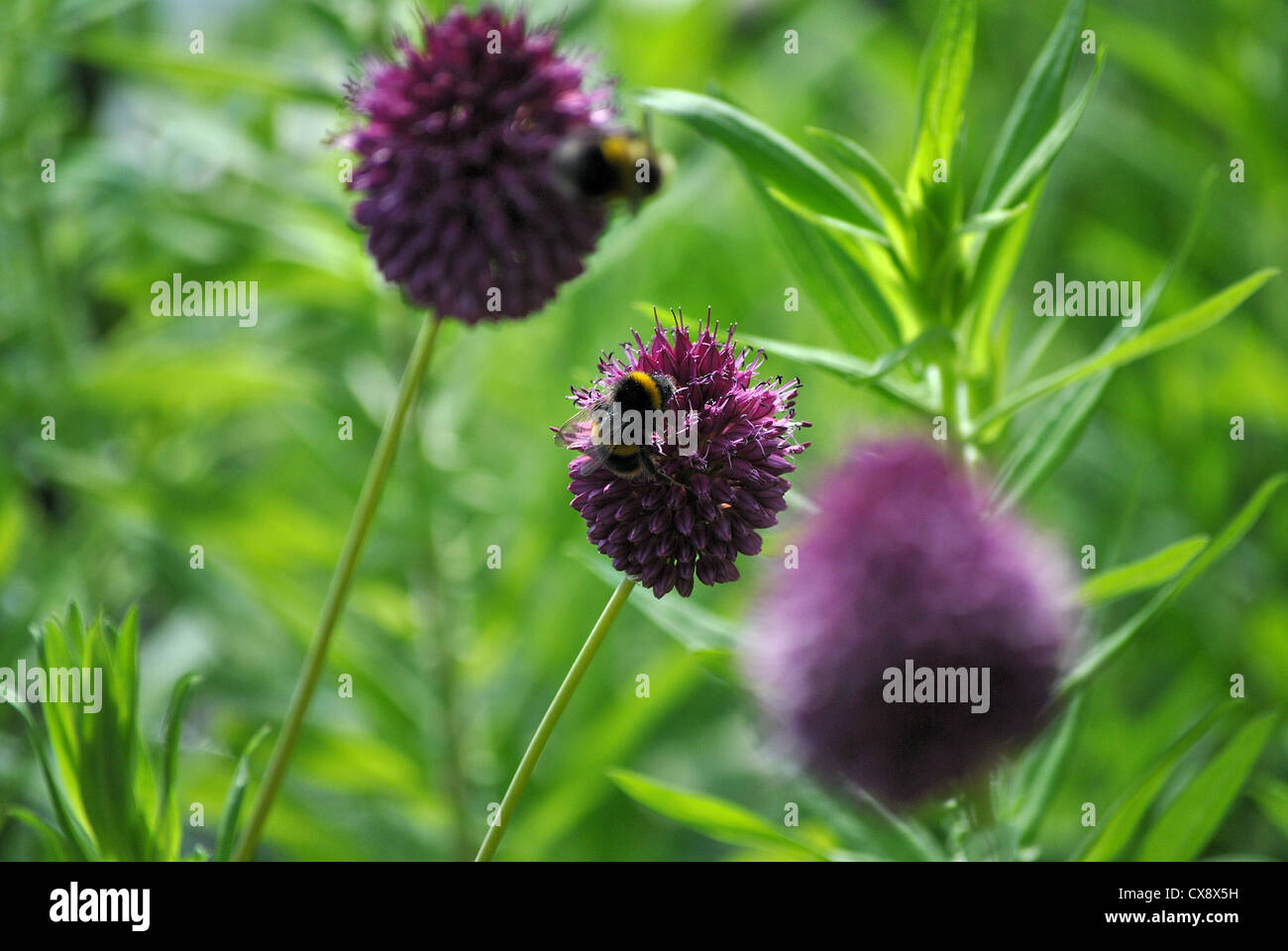Bees on drumstick allium sphaerocephalon Stock Photo
