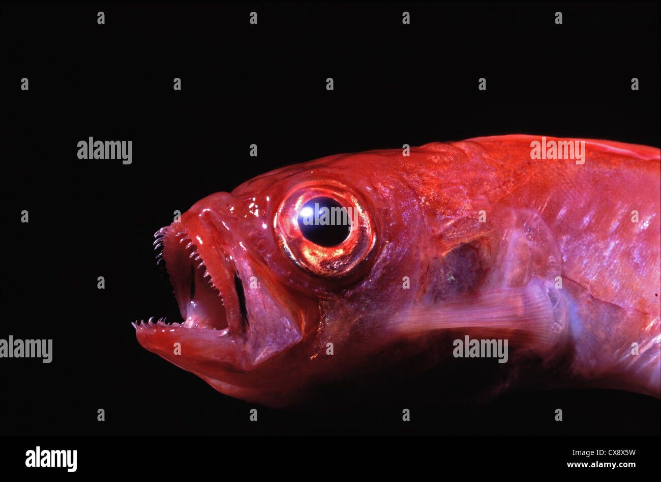 Bandfish Bandfish