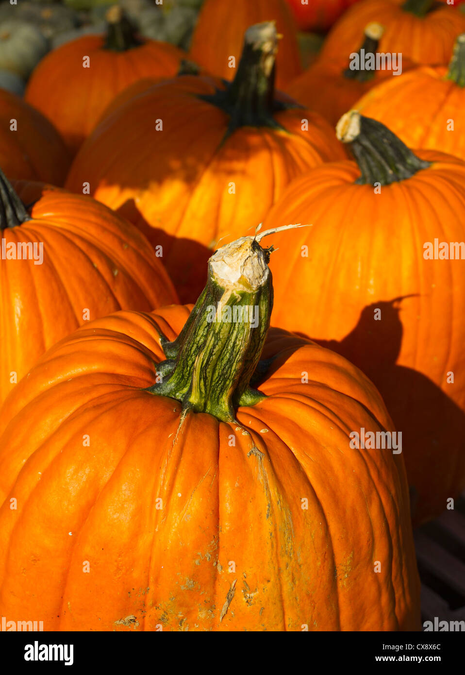 Pumpkins on display at a farm stand Stock Photo - Alamy