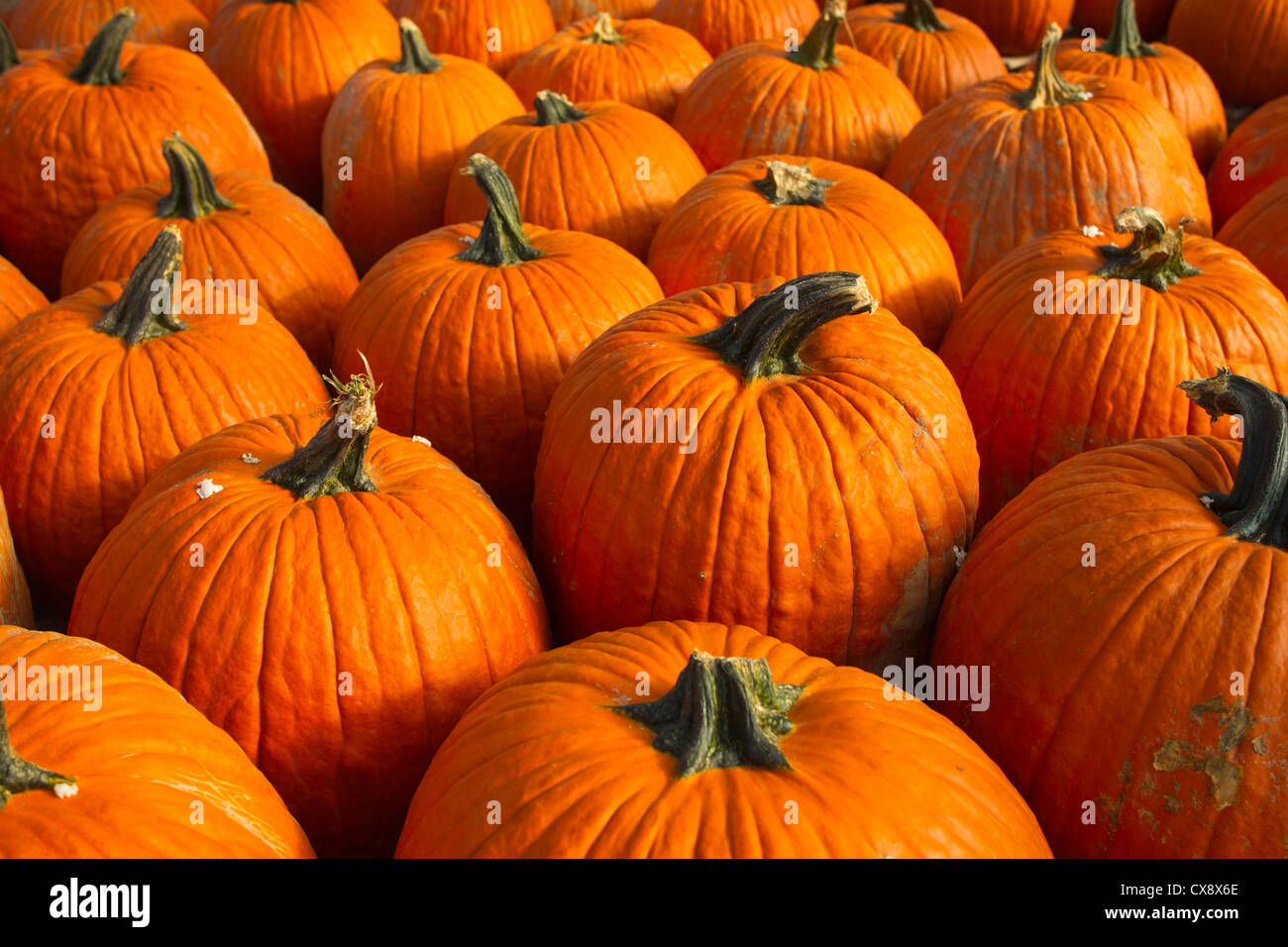 Pumpkins on display at a farm stand Stock Photo - Alamy