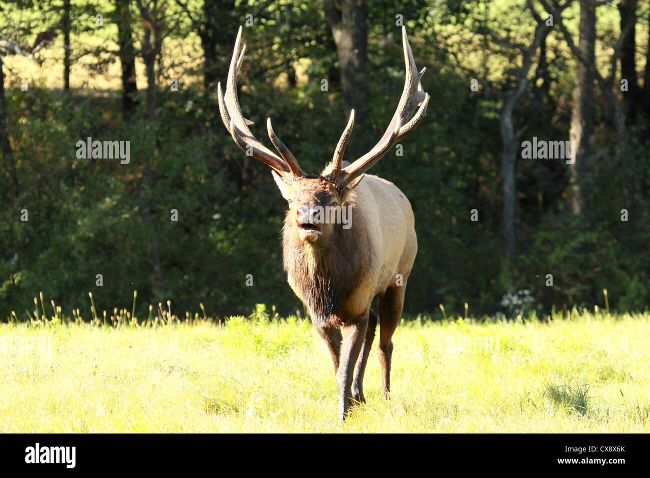 Bull elk bugle hires stock photography and images Alamy
