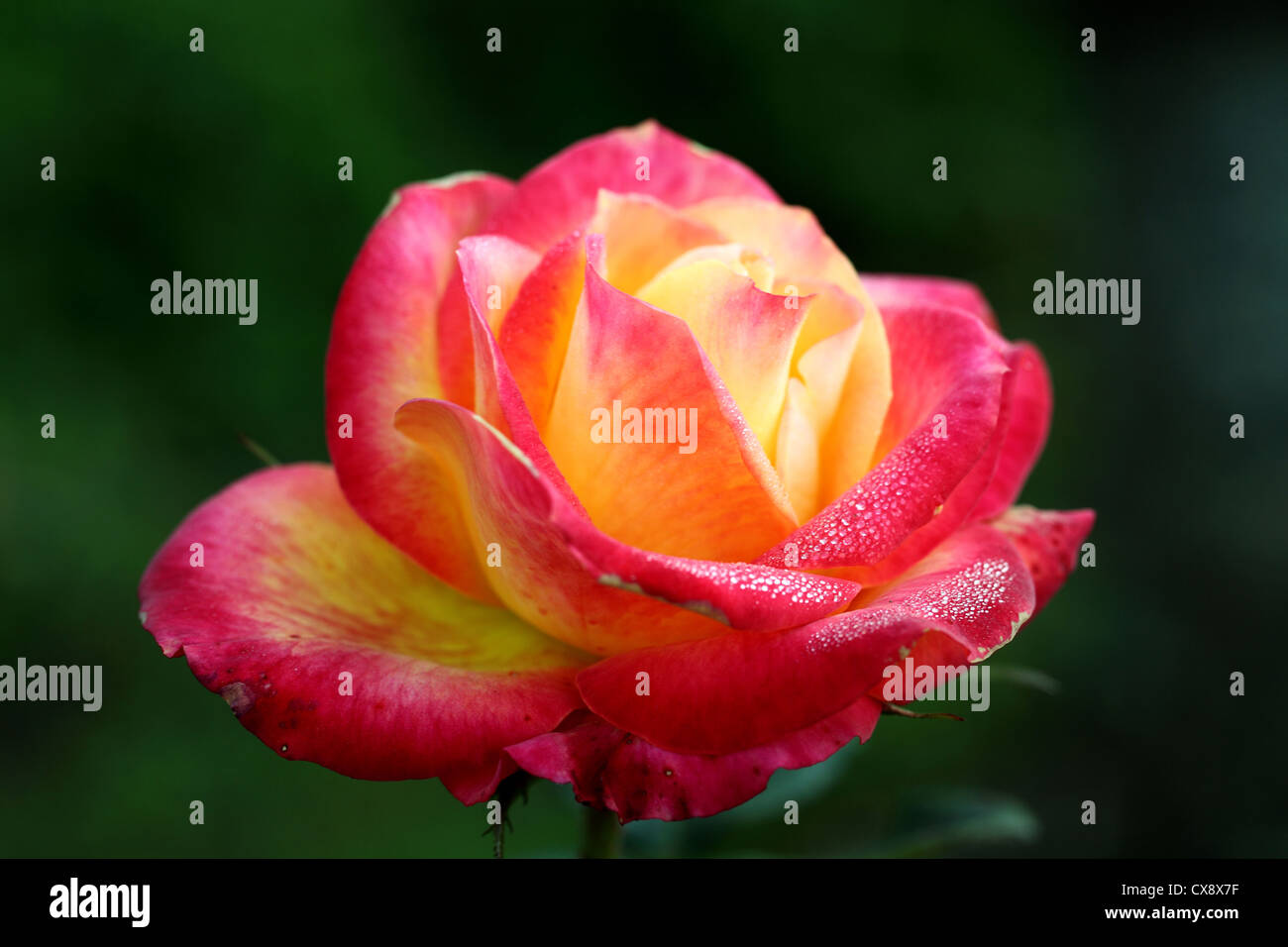 Closeup of Beautiful red rose flower Stock Photo