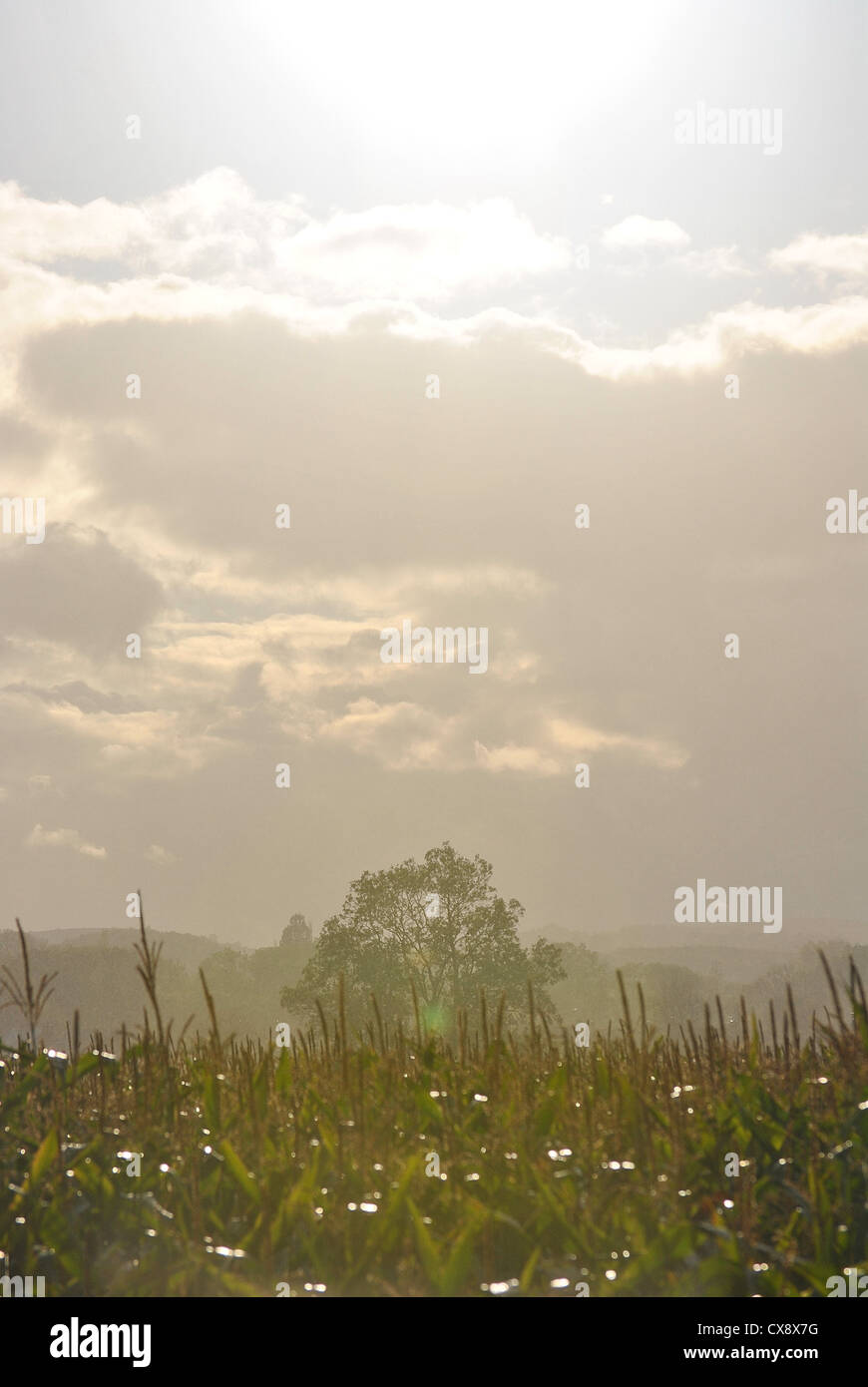 Sun and rain over maize field Stock Photo