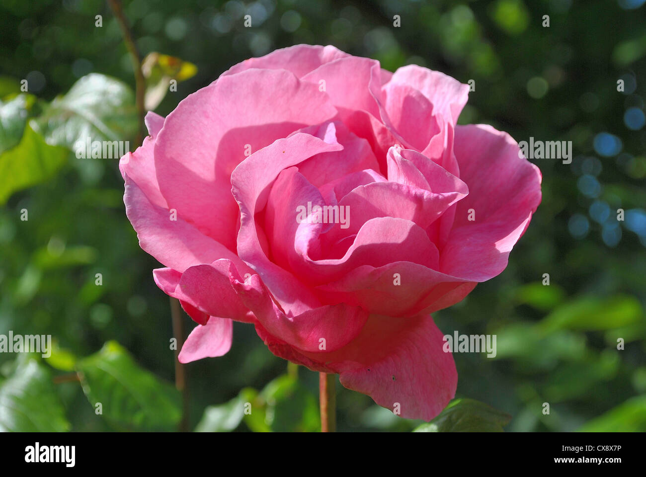 Pink rose bloom Stock Photo