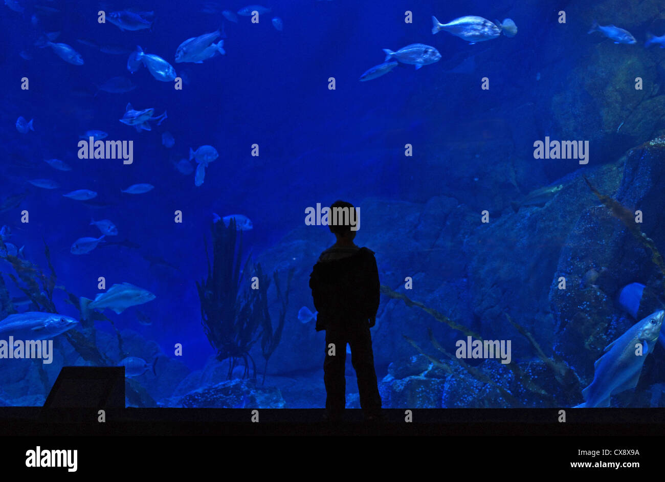 Giant Fish Tank High Resolution Stock Photography and ...