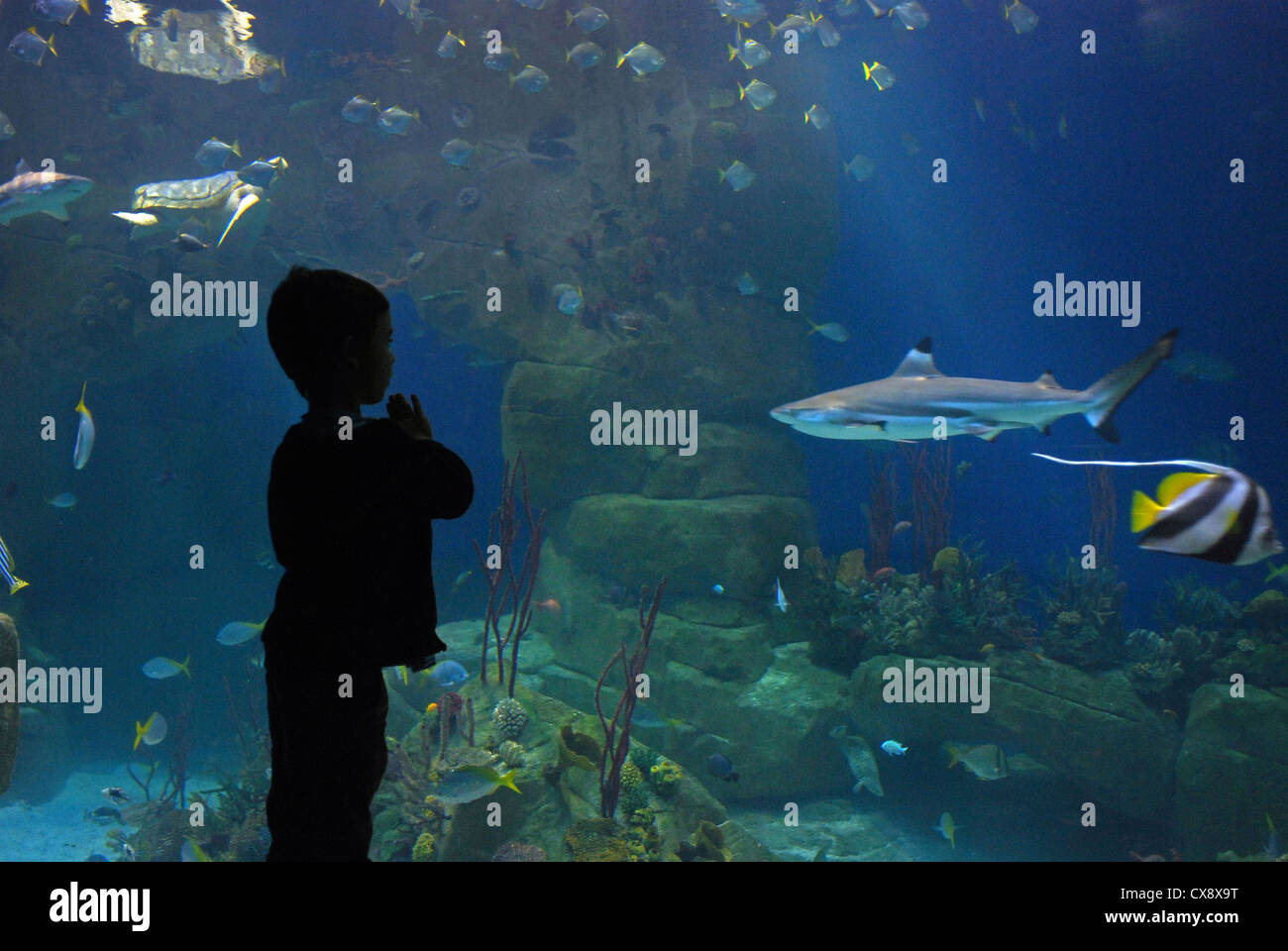 Silhouette of small boy gazing in wonder at reef sharks in a large public aquarium Stock Photo