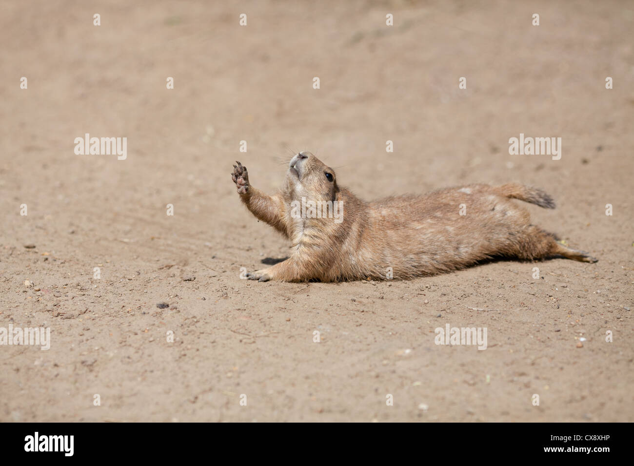 Funny rodent rising his paw up like it is asking to drink water Stock Photo