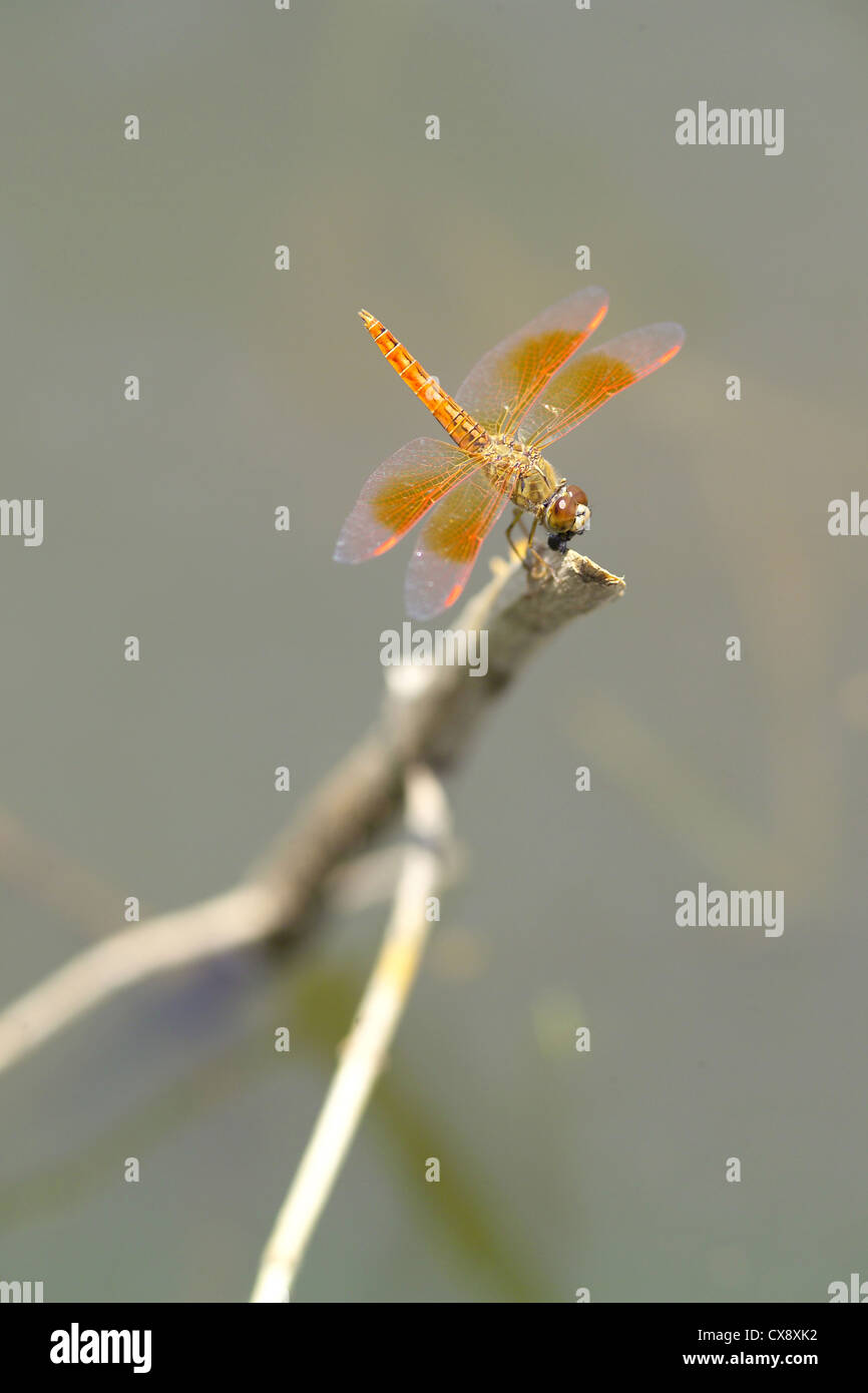 An orange color dragonfly resting Stock Photo - Alamy