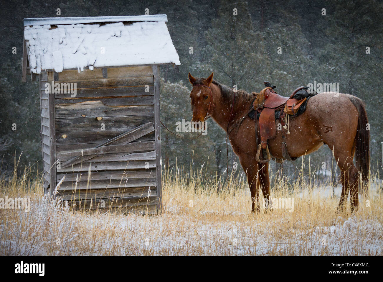 Cowboy's horse on a ranch in northeastern Wyoming, waiting for the rider at an outhouse Stock Photo