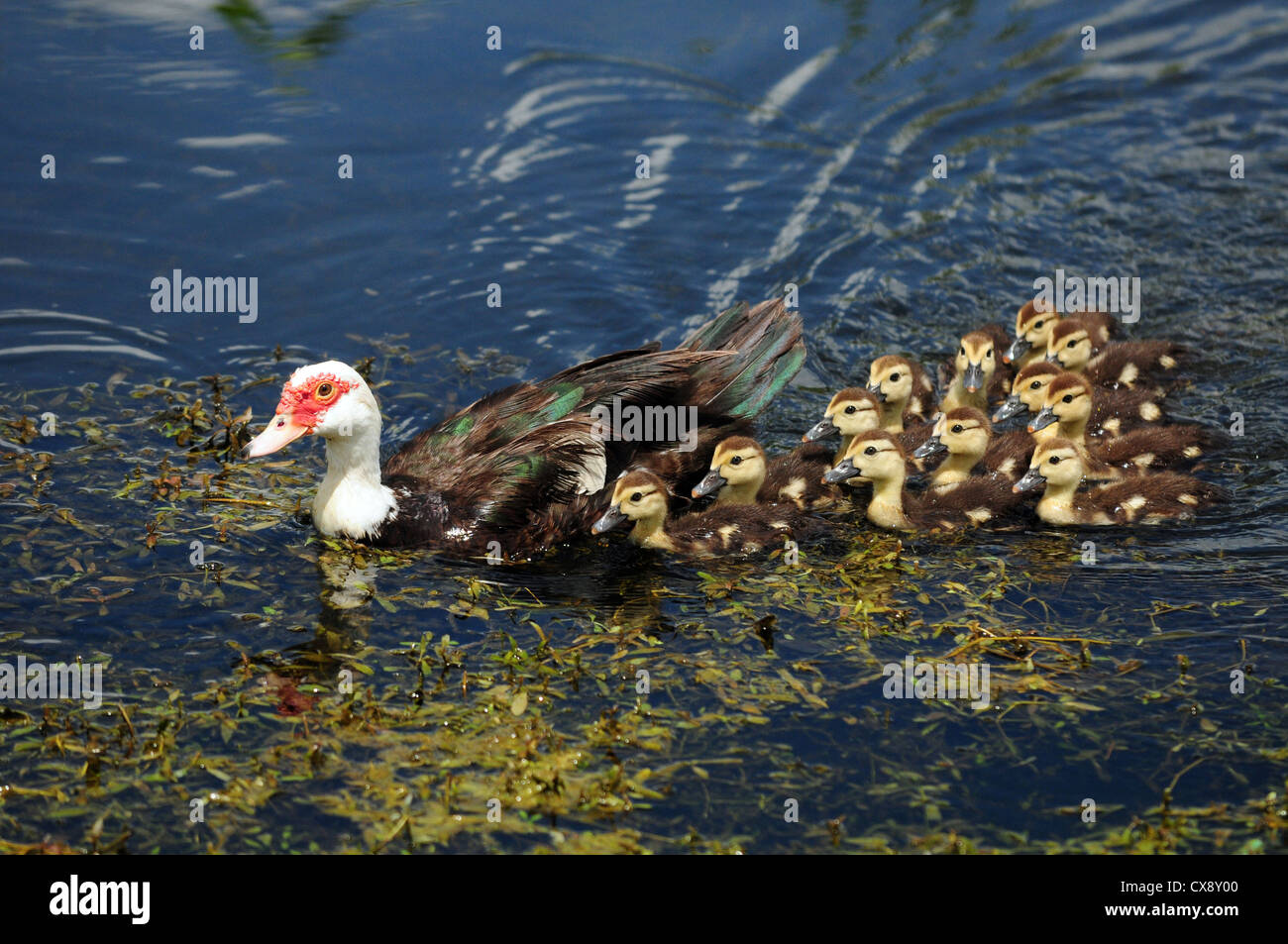 scobie duck with twelve cute ducklings Stock Photo