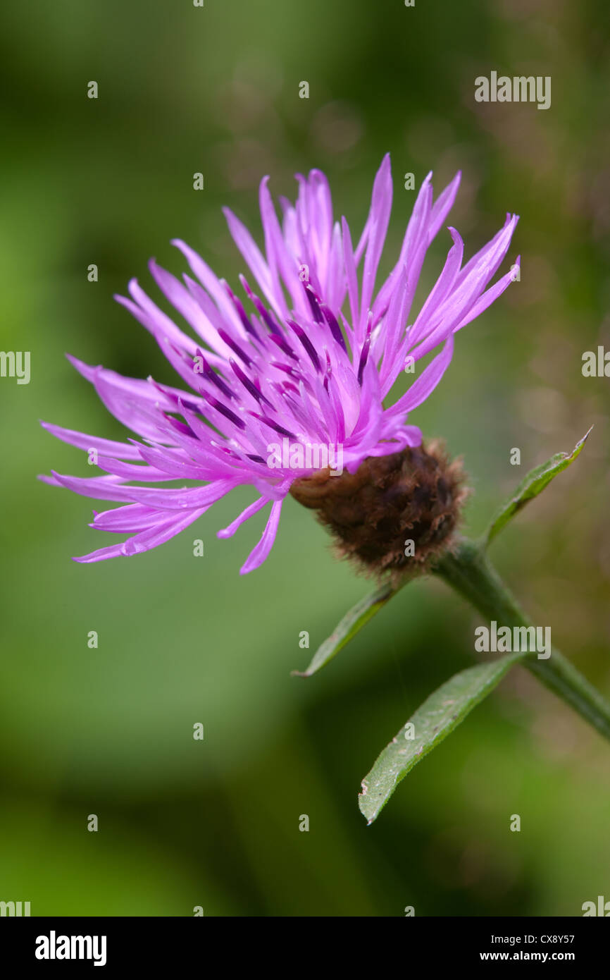 Common Black Knapweed Centaurea nigra rayed form close-up of flower ...