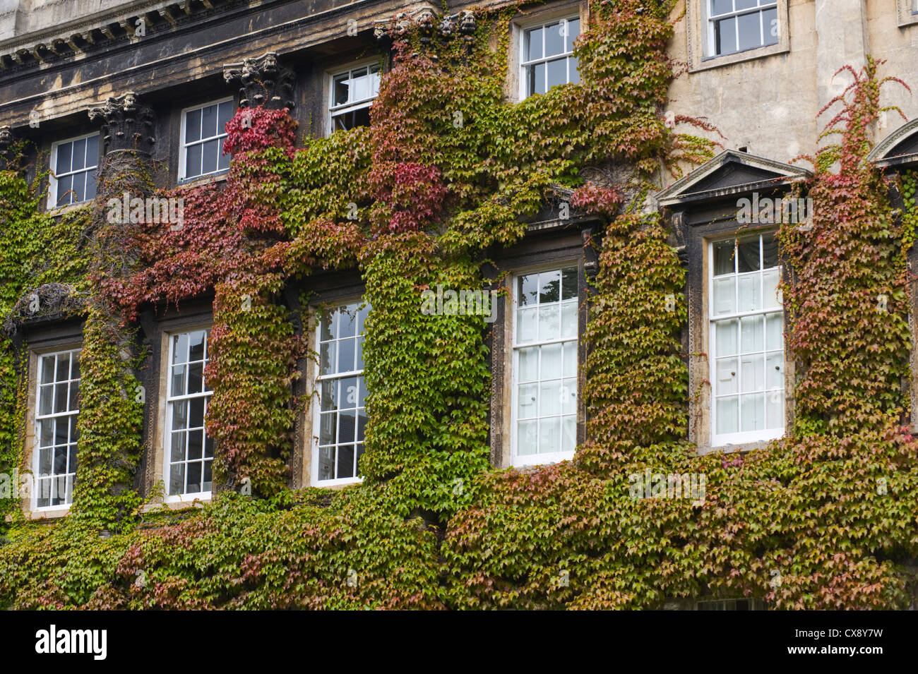 Sash windows of building covered in Virginia creeper in Bath