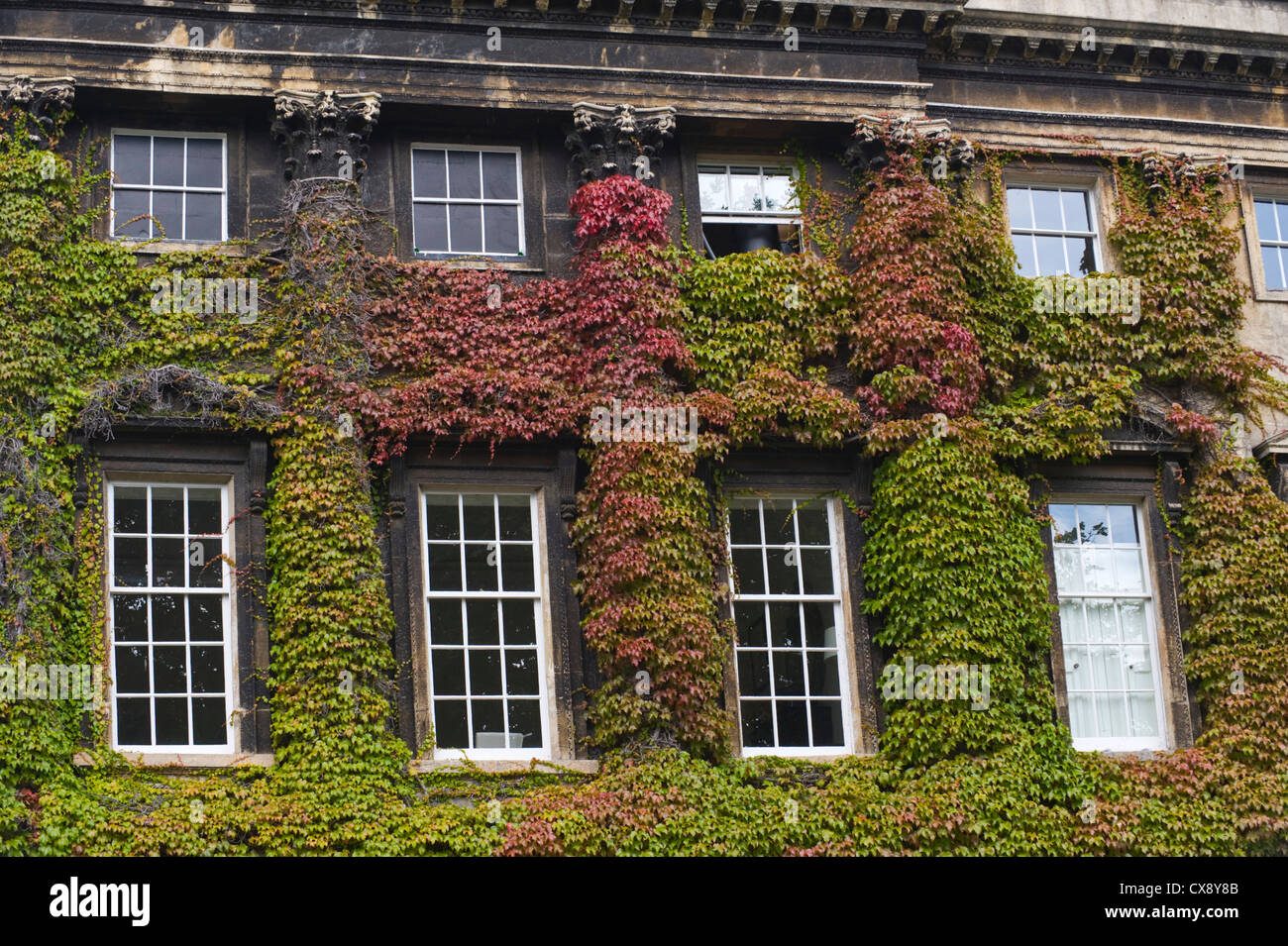 Sash windows of building covered in Virginia creeper in Bath