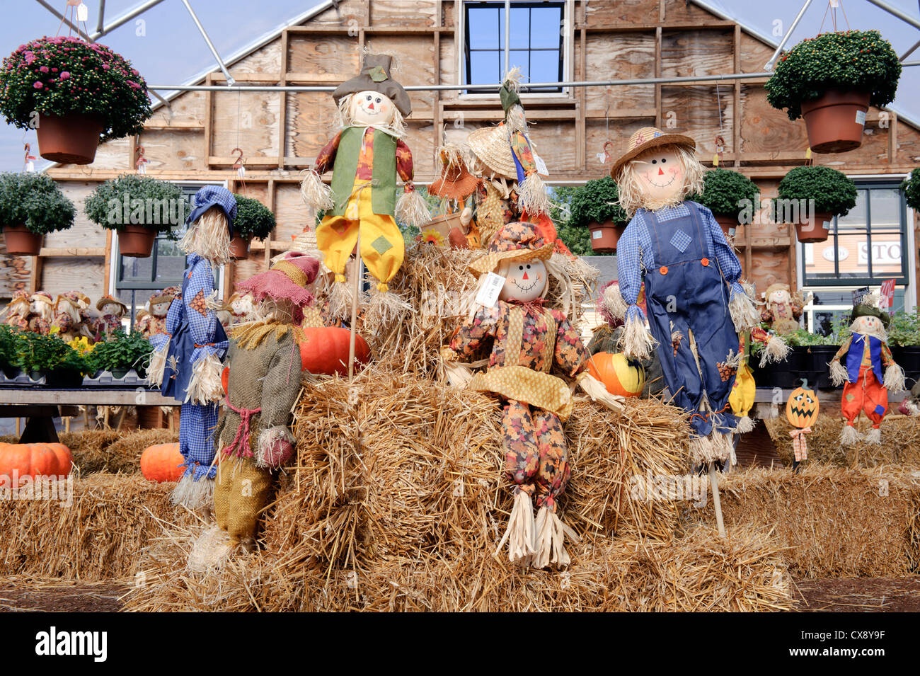 Halloween scarecrows on display in a country market Stock Photo Alamy