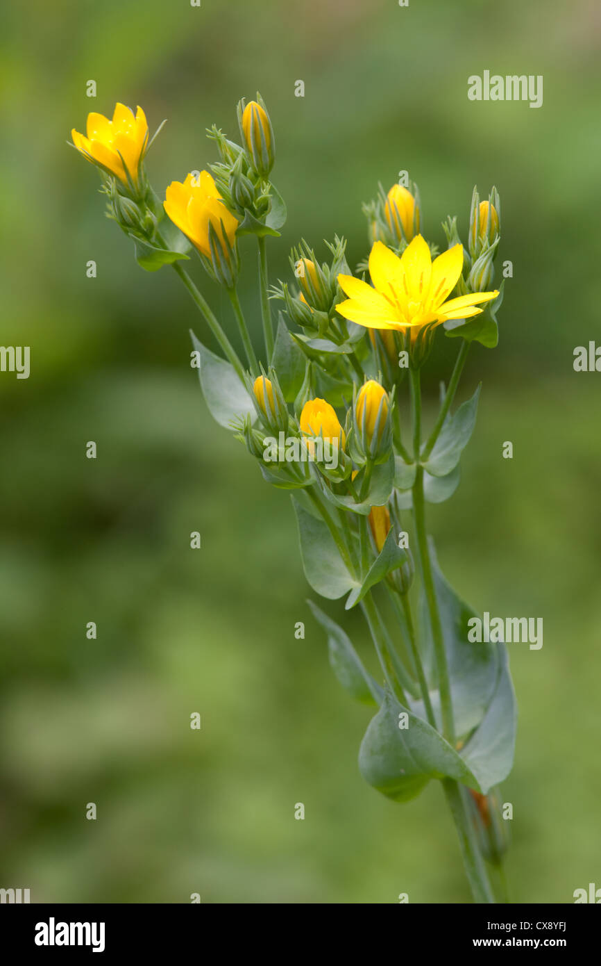 Yellow-wort Blackstonia perfolliata plant in flower Stock Photo