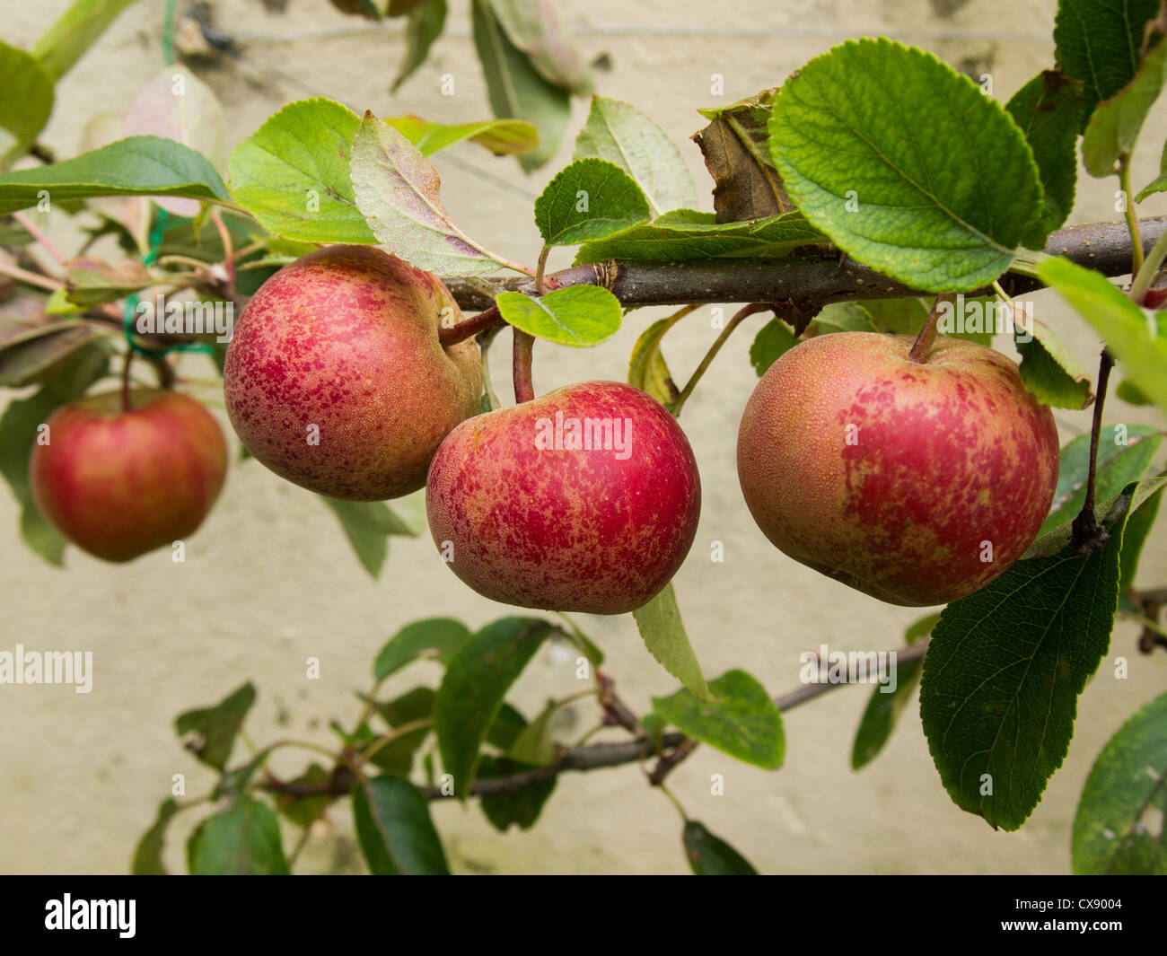 Four red ripe eating apples hanging from a branch in a garden Stock Photo