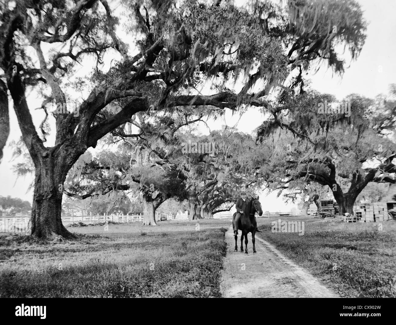Oak avenue at Ashley Hall, Charleston, South Carolina, circa 1900 Stock