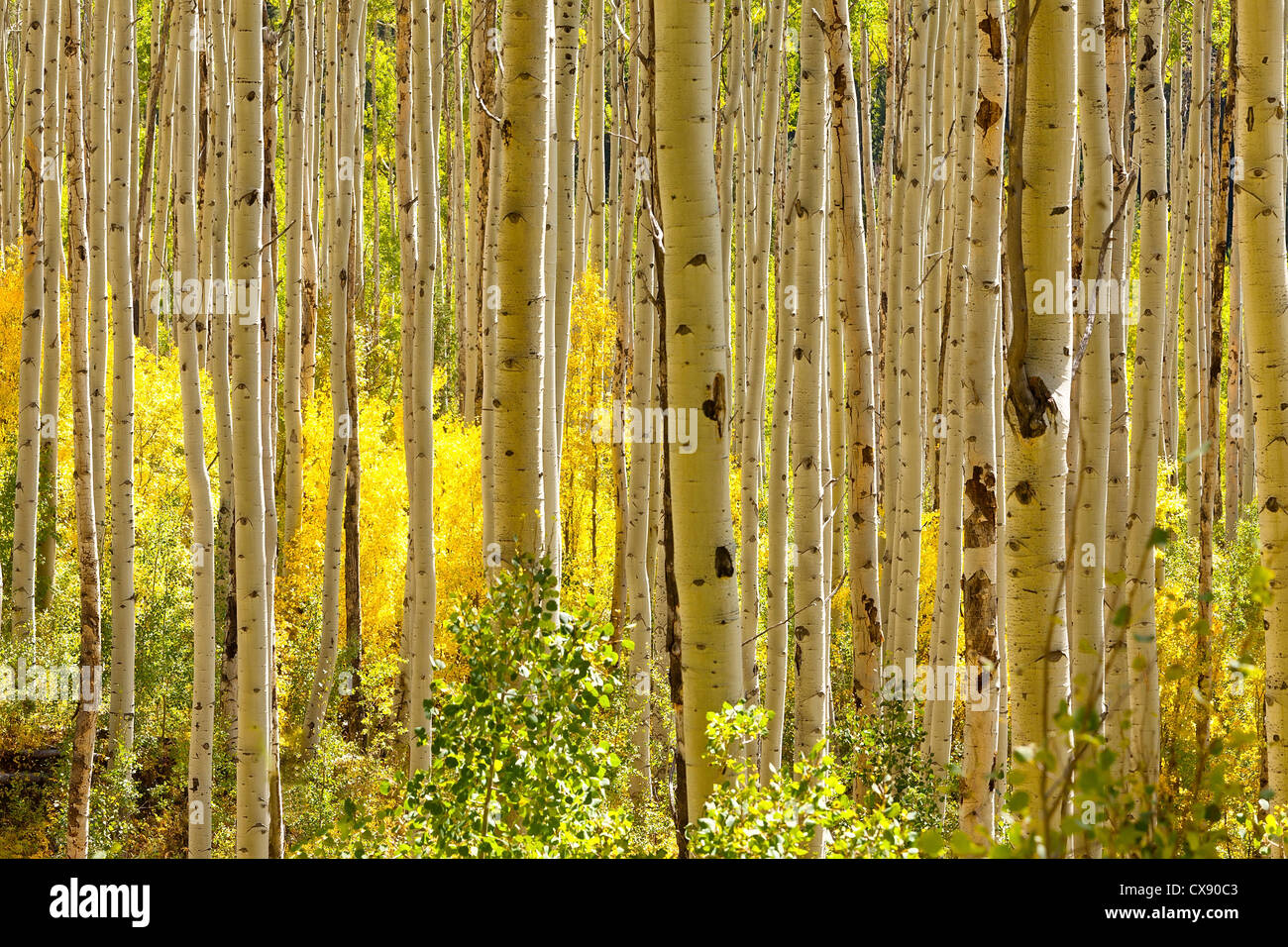 Golden aspen hires stock photography and images Alamy
