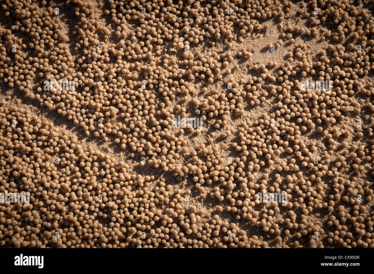 Crab Sand Balls Stock Photo Alamy