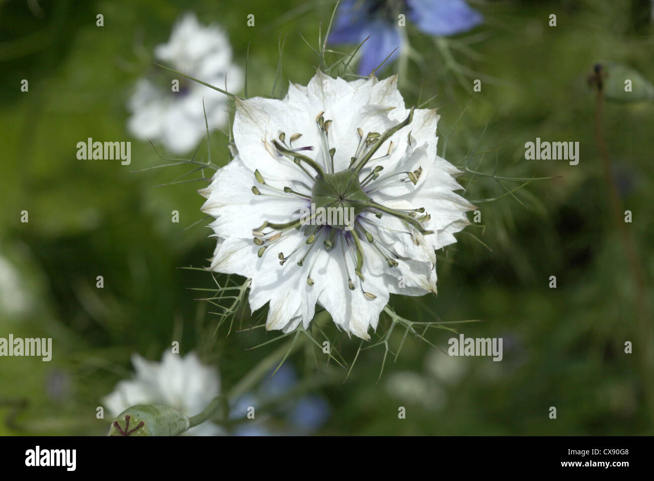 Love in a mist Stock Photo Alamy