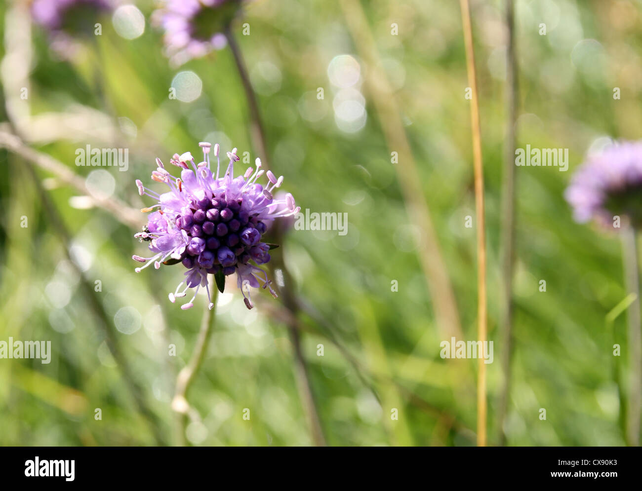 Flower blowing in the breeze Stock Photo Alamy